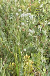 Southern rattlesnake master